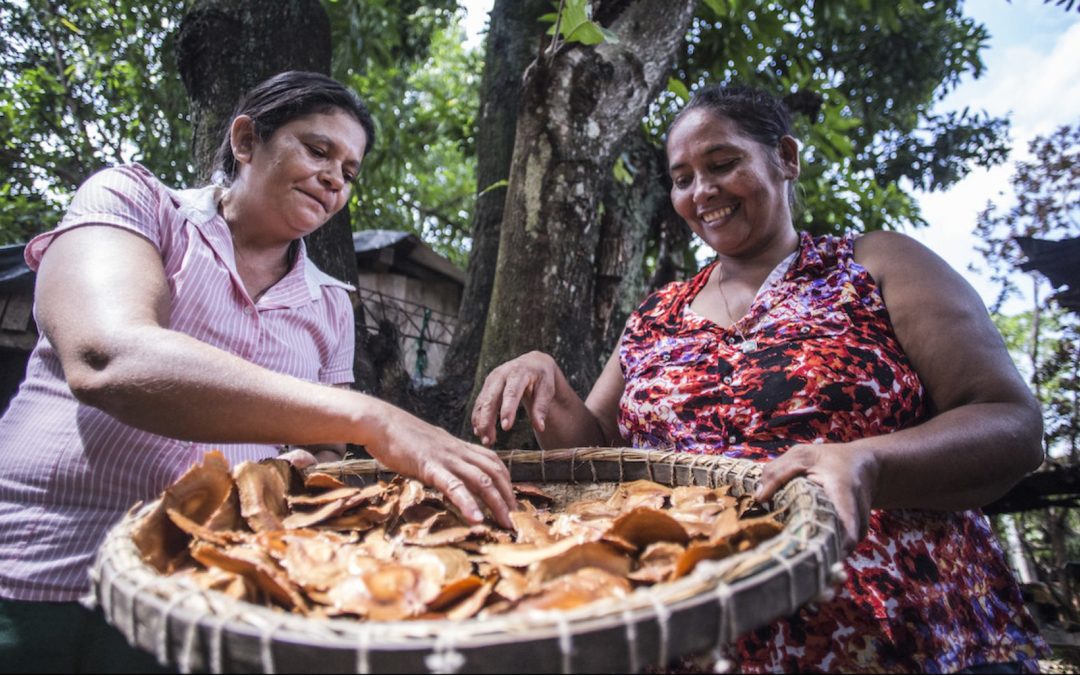 The deforestation solution that not enough people are talking about
